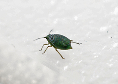 Aphis sedi