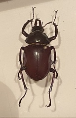 Chiasognathus impubis