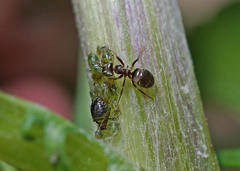 Brachycaudus lateralis