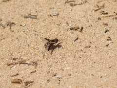 Exhyalanthrax simonae