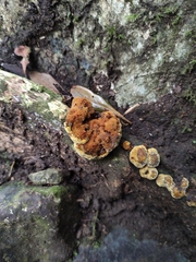 Fuscoporia callimorpha