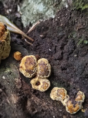 Fuscoporia callimorpha