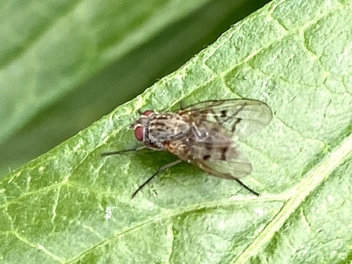 iNaturalist observation photo of Flies