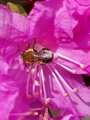 Andrena milwaukeensis