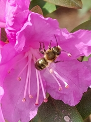 Andrena milwaukeensis