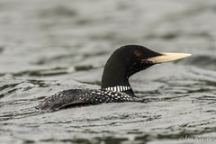 Yellow-Billed Loon photo 5