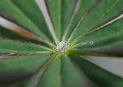 Macrosiphum albifrons
