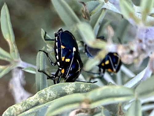 iNaturalist observation photo of Harlequin Bug