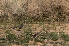 Geococcyx californianus