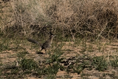 Geococcyx californianus