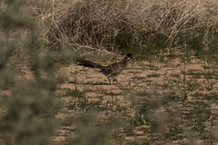 Geococcyx californianus