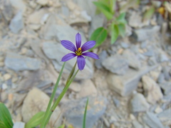 Sisyrinchium scabrum