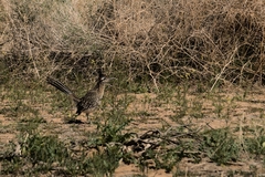 Geococcyx californianus