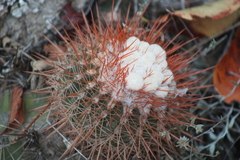 Melocactus
