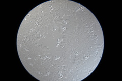 Rhodophana nitellina