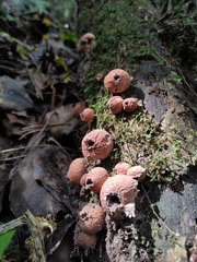 Lycoperdon fuligineum