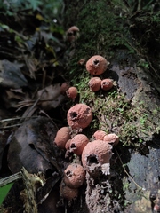 Lycoperdon fuligineum