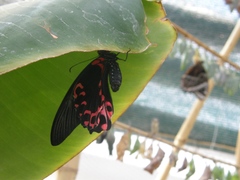 Papilio maraho