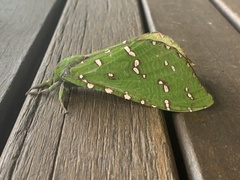 Aenetus ramsayi