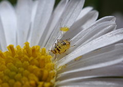 Neomyzus circumflexus