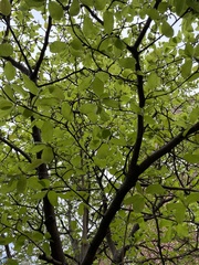 Magnolia