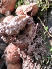 Lycoperdon fuligineum