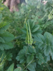 Erodium