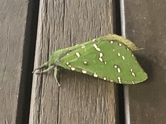 Aenetus ramsayi