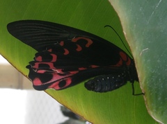 Papilio maraho