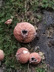 Lycoperdon fuligineum