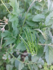 Erodium