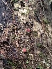 Lycoperdon fuligineum