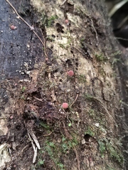 Lycoperdon fuligineum