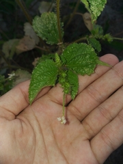 Croton hirtus