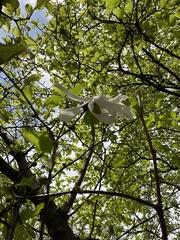 Magnolia