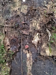 Lycoperdon fuligineum