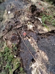 Lycoperdon fuligineum