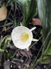 Narcissus bulbocodium