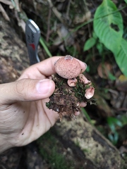 Lycoperdon fuligineum