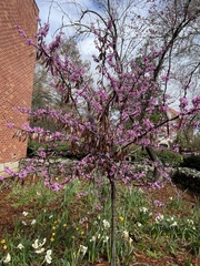 Cercis canadensis
