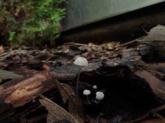 Mycena albidocapillaris