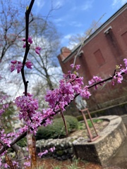 Cercis canadensis