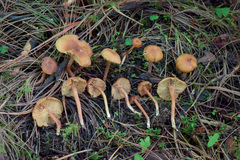 Rhodophana nitellina