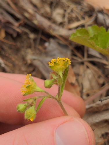 Image of Lobed Barren Strawberry (Waldsteinia lobata) by (c) Sam Taylor, some rights reserved (CC BY)