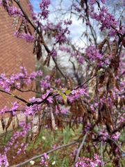 Cercis canadensis