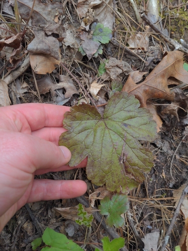 Image of Lobed Barren Strawberry (Waldsteinia lobata) by (c) Sam Taylor, some rights reserved (CC BY)