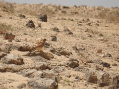 Falco tinnunculus dacotiae