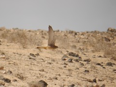 Falco tinnunculus dacotiae