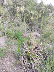 Eustachys distichophylla