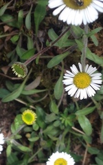 Erigeron galeottii
